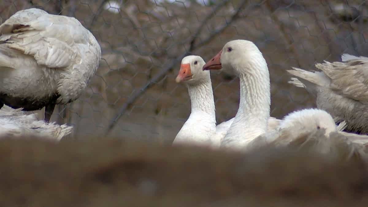 Kurduğu kaz çiftliğinde taleplere yetişemiyor