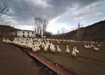 Kurduğu kaz çiftliğinde taleplere yetişemiyor