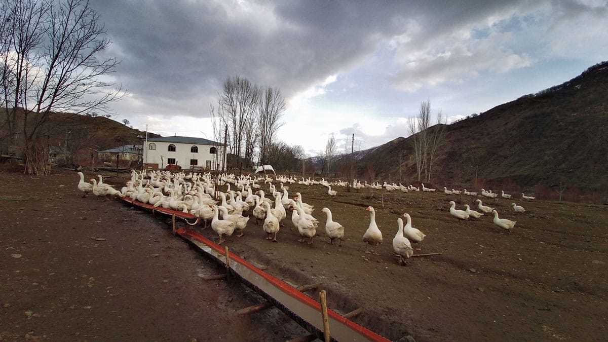 Kurduğu kaz çiftliğinde taleplere yetişemiyor