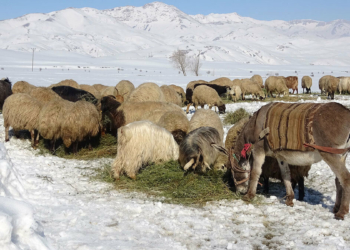 Besicilerin kış mesaisi zorlu geçiyor