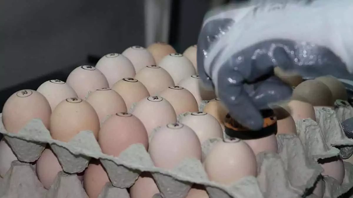 Çalışkan, 'gezen tavuk yumurtası' adıyla pazarlanan ve koronavirüs pandemisi nedeniyle ilgi gören ürünlerin türkiye'de üretimi mümkün değil.