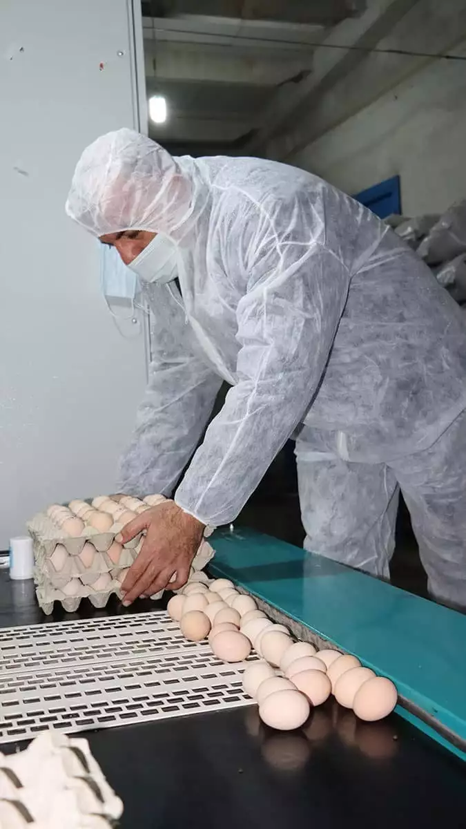 Yumurta üreticisinden gezen tavuk yumurtası uyarısı