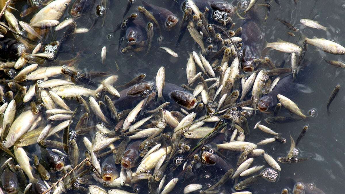 Düden Çayı'nda üç haftayı aşkın süre önce ortaya çıkan köpüklenme ve kötü kokuyla birlikte balık ölümleri de devam ediyor.