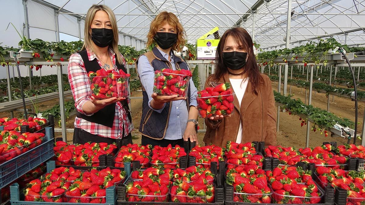 Kadınların ürettiği çilekler dünyaya ihraç ediliyor