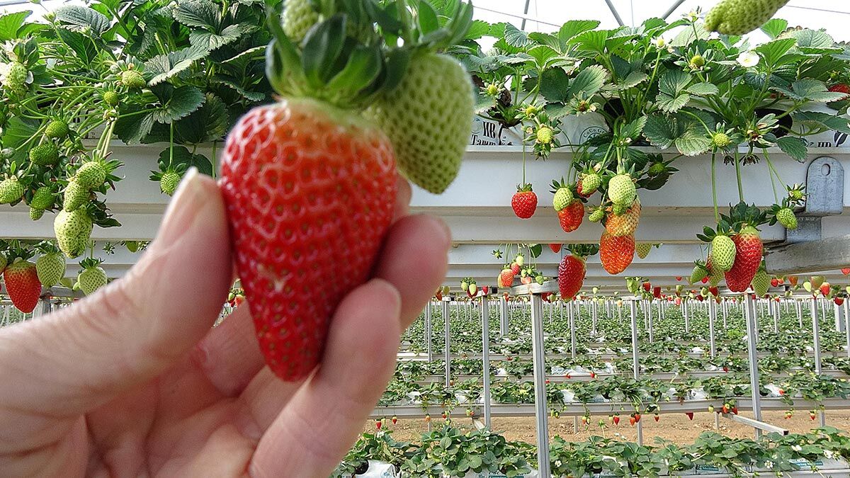 3 kadın 4 milyon sermayeyle 22 dönüm arazi üzerine 10 dönüm sera kurup çilek üretimine başladı. Kadınların ürettiği çilekler dünyaya ihraç ediliyor.