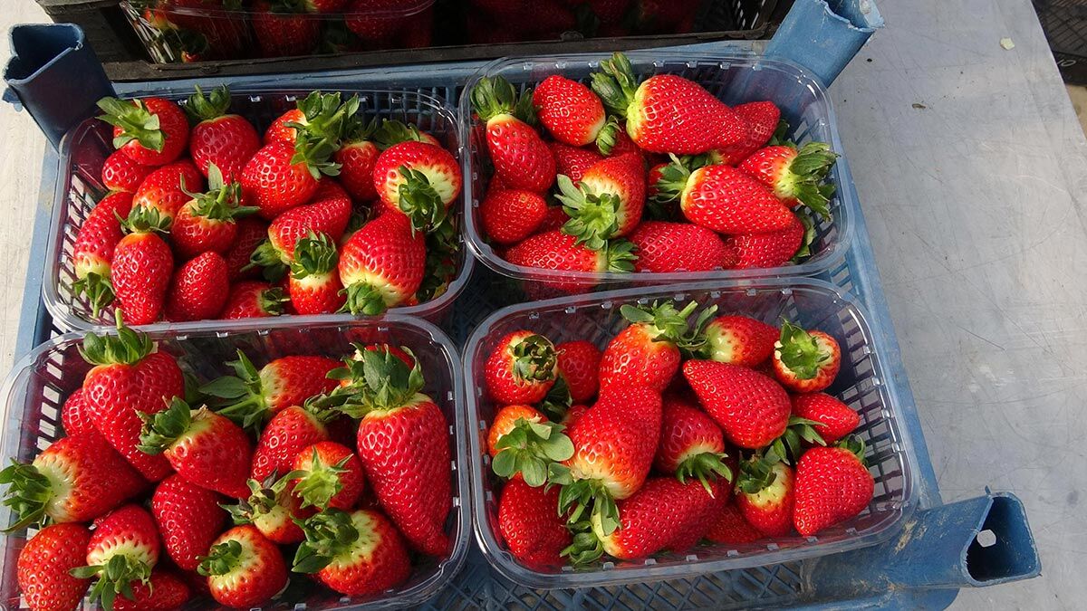 Kadınların ürettiği çilekler dünyaya ihraç ediliyor