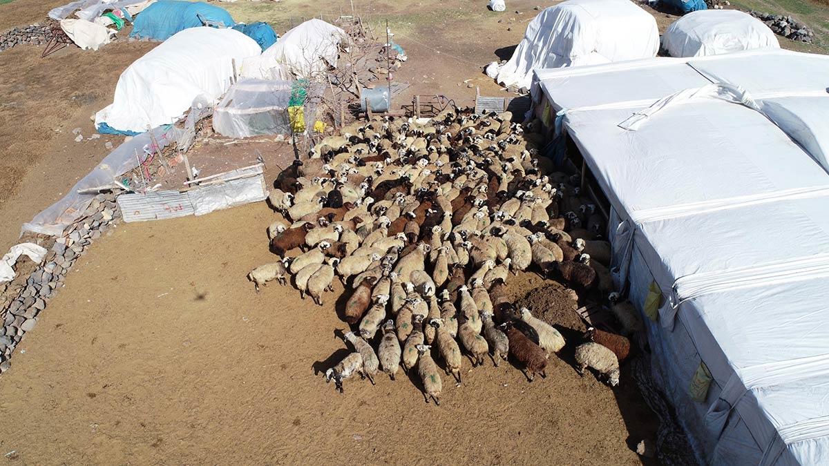 200 kuzu annelerine kavuştu