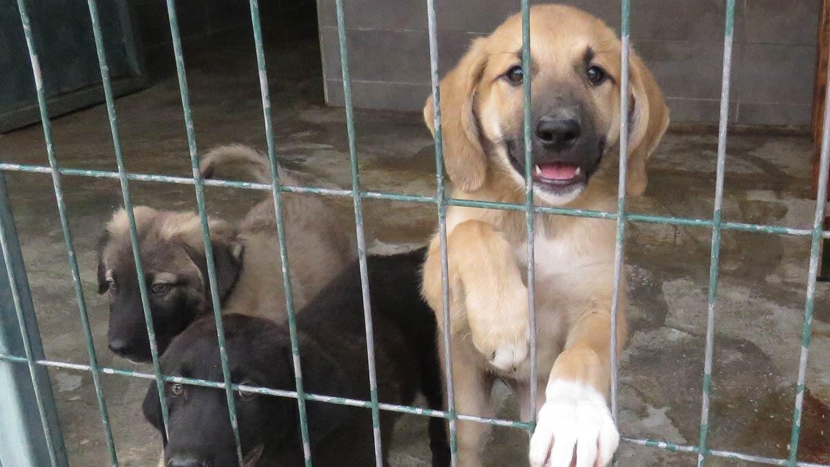 Sokak Hayvanlarını Sahiplendirme Portalı