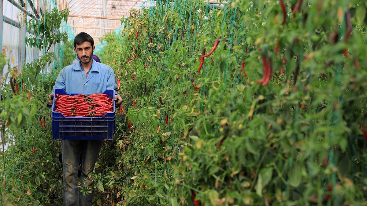 Kapsaisin maddesinin, vücuttaki endorfin hormonu salgılamasını artıran acı biber mutluluk veriyor. Stresli iş hayatı olanların, fiziksel yorgunluk çekenlerin tüketmesi öneriliyor.