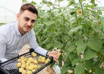 Altın çileğin hasadı başladı 100 gramı 15 TL