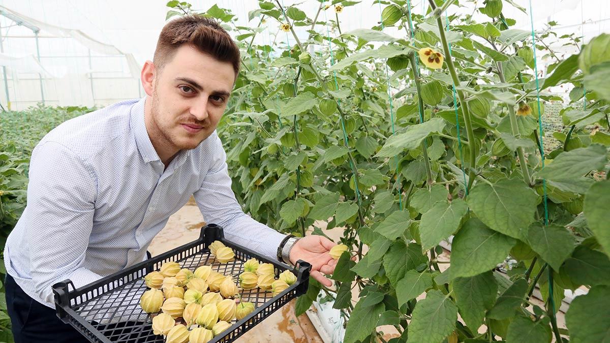 Altın çileğin hasadı başladı 100 gramı 15 TL