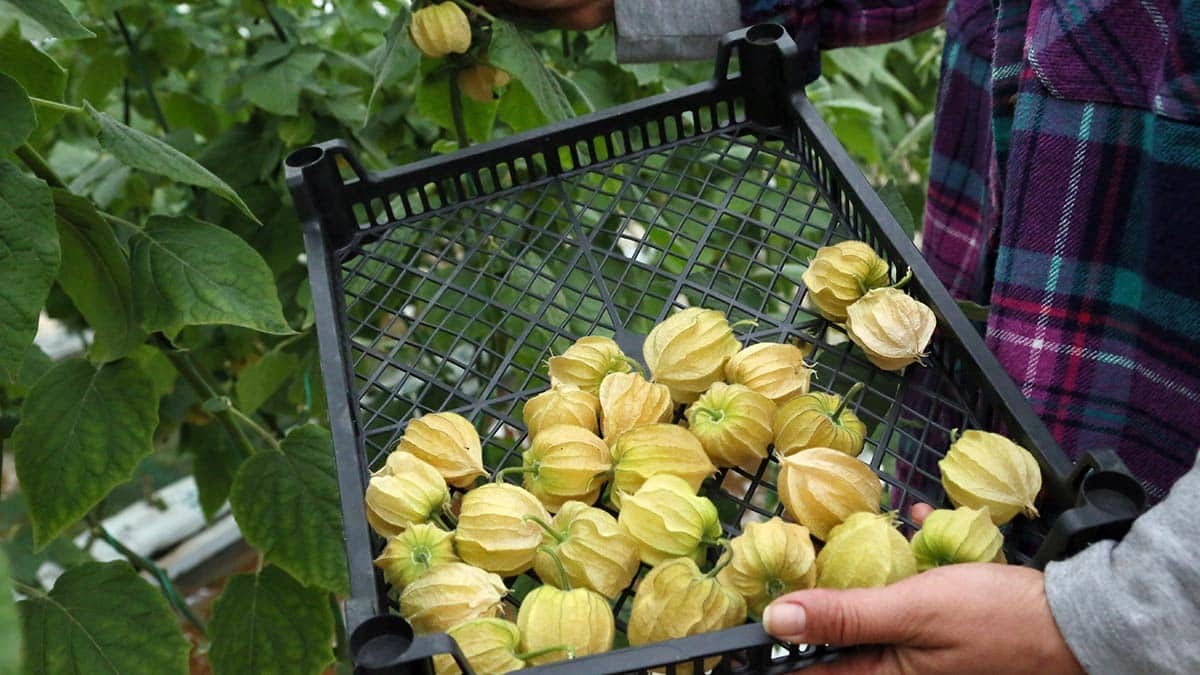 Türkiye'de Akdeniz ve Ege sahillerinde serada üretimi yapılan altın çileğin hasadı başladı. Altın çilek, 100 gramlık paketlerde 15 TL'ye satılıyor.
