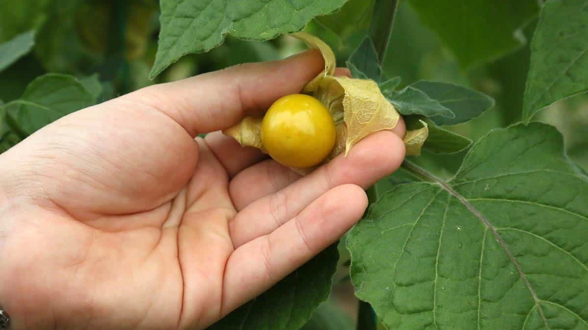 Altın çileğin hasadı başladı 100 gramı 15 TL