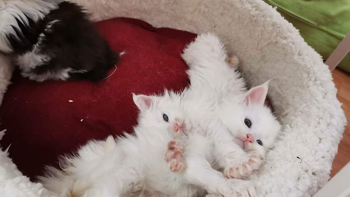 Ankara'da Melek N.'nin evinde kötü ve uygunsuz koşullarda besleyip, üretimini yaptığı 29 Norveç orman kedisine el konuldu.