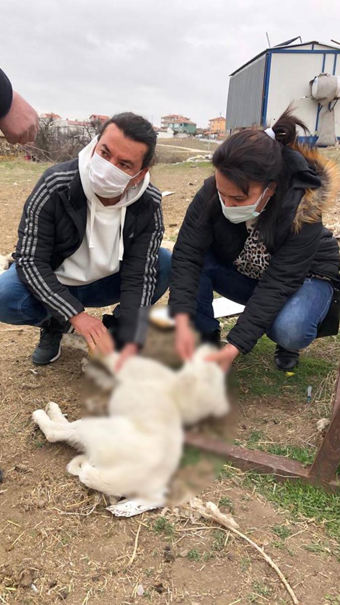 Ankara'da 8 sokak köpeğinden 4'ü telef oldu