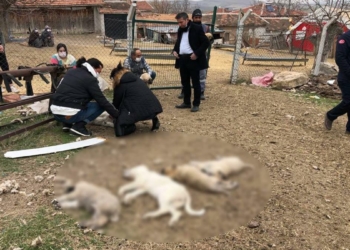 Ankara'da 8 sokak köpeğinden 4'ü telef oldu