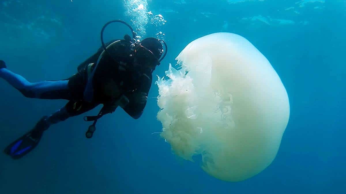 Antalya Körfezi'nde denizanası yoğunluğu