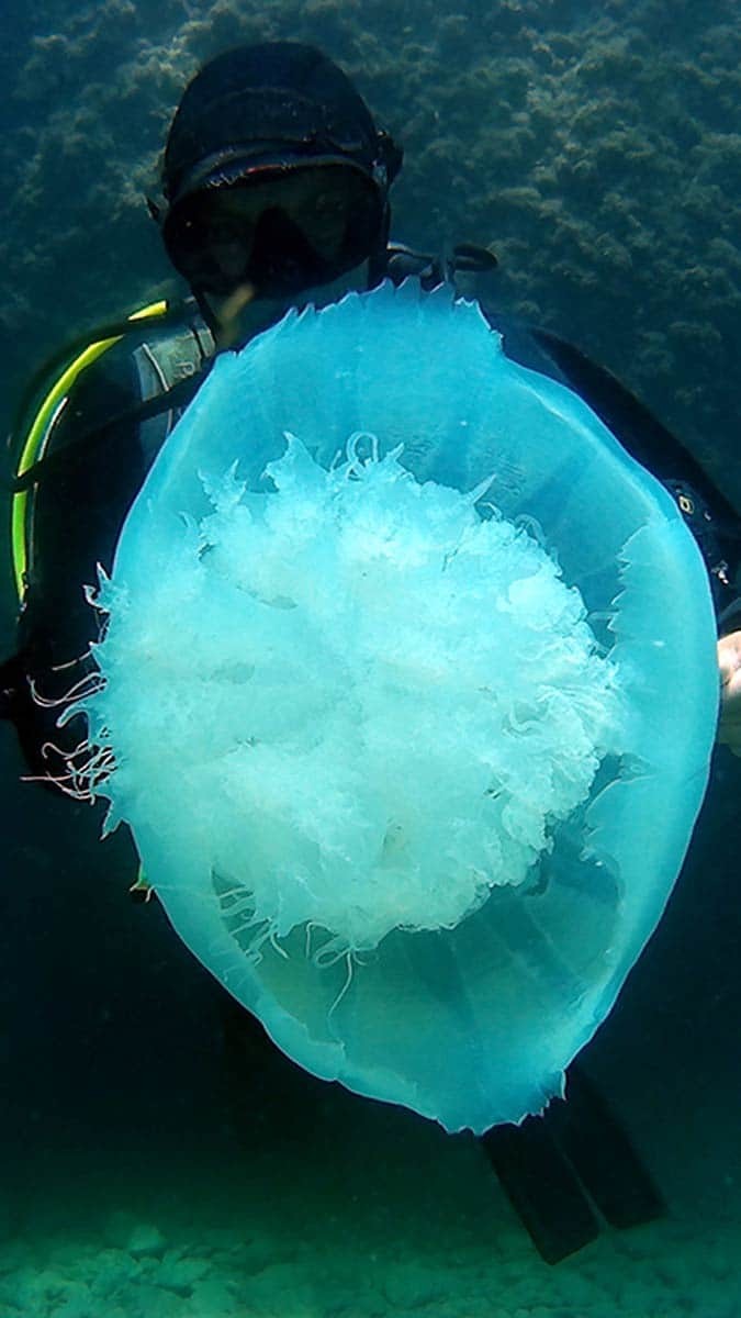 Antalya Körfezi'nde denizanası yoğunluğu