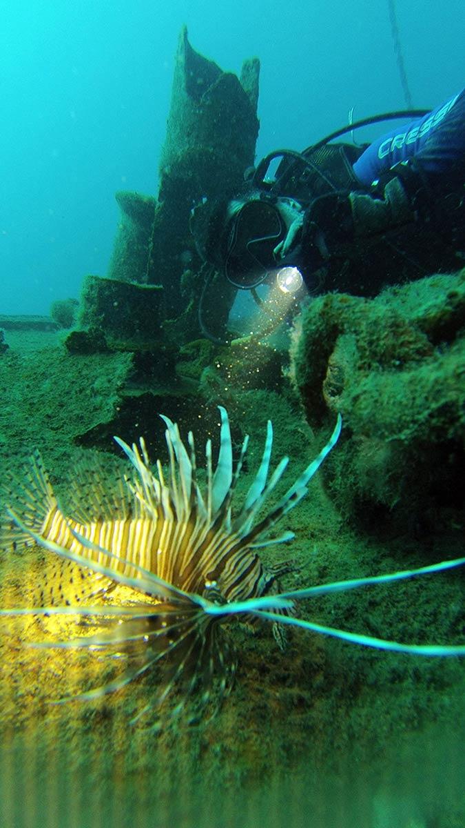 Gökoğlu, Antalya Körfezi'nde denizanası yoğunluğu görüldüğünü; bunların Kızıldeniz göçmeni 'başıboş denizanası' popülasyonu olduğunu belirtti.