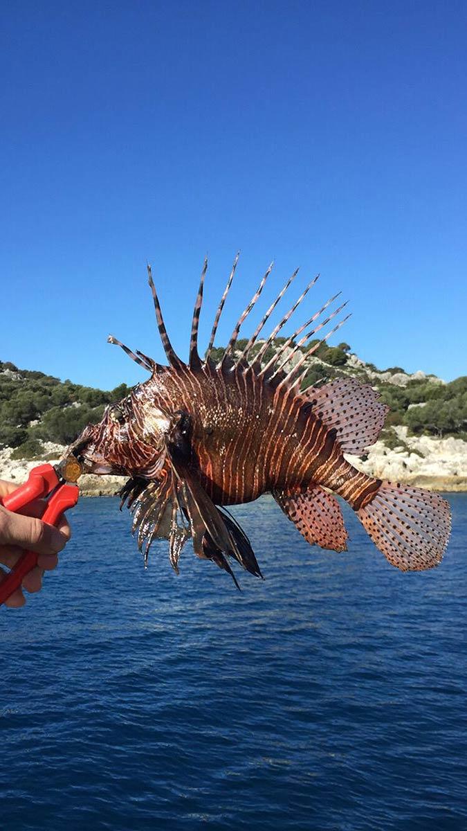 Elinde kamerasıyla su altına dalan her kez bu balıklara rastlayabilir
