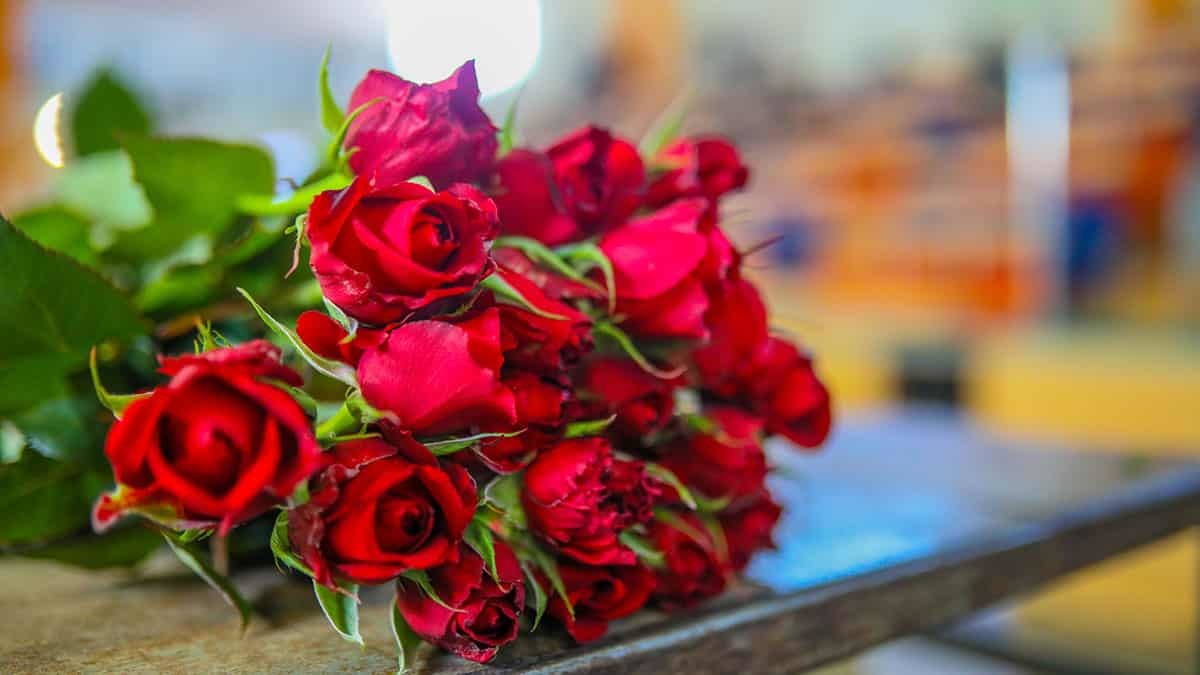 Antalya'dan dünya kadınlarına 8 milyon dolarlık 60 milyon dal çiçek ihraç edildi. Ağırlıklı olarak karanfilin gönderildiği çiçek mezatı büyük ilgi görüyor.