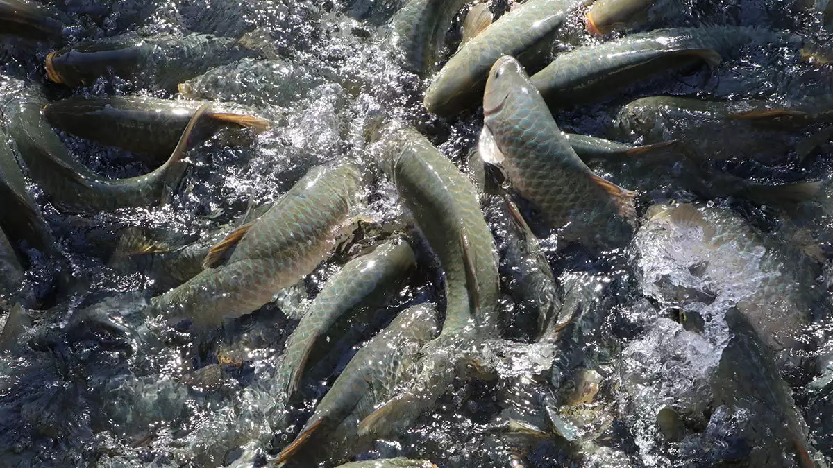 Balıklıgöl'de ölen balıklar için raporlar tutuluyor