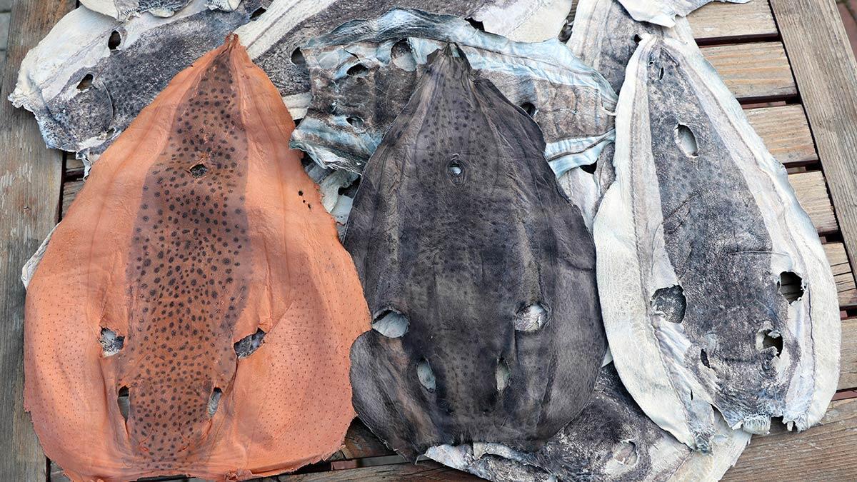 Balon balığı zehri, ağrı kesici ilaca dönüşüyor