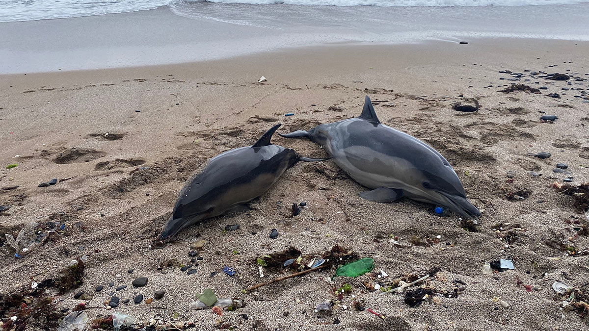 Riva'da iki ölü yunus karaya vurdu