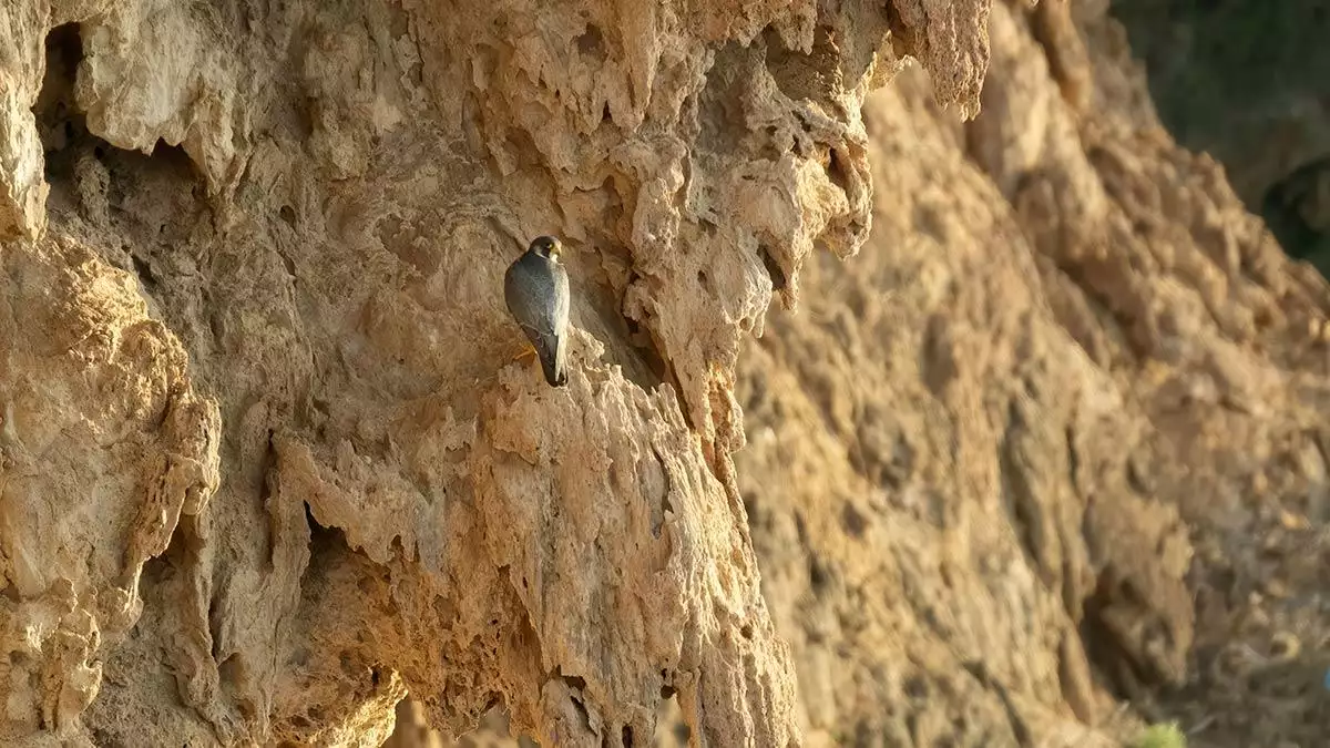 Doğa koruma falezlere ışıklandırmanın iptalini istedi