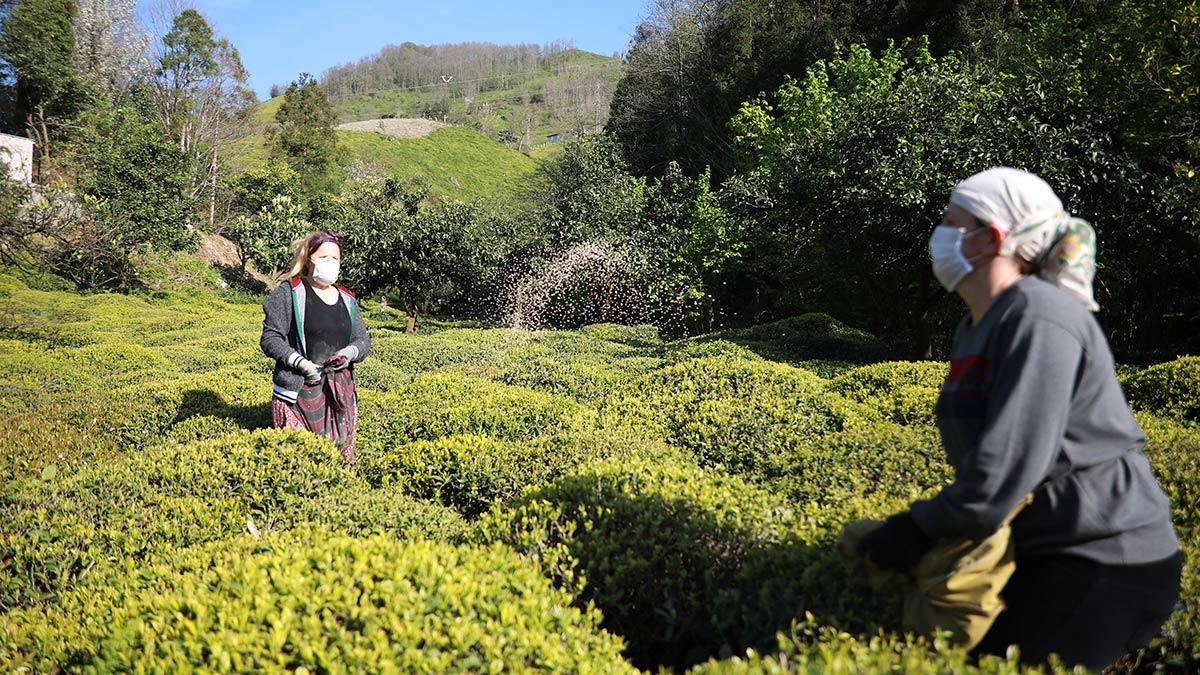Doğu Karadeniz'deki Rize, Trabzon, Artvin ve Giresun illerinde, 830 bin dekar alanda 1 milyon üretici aile tarafından yapılan çay tarımında azot içerikli kompoze gübreler kullanılıyor.