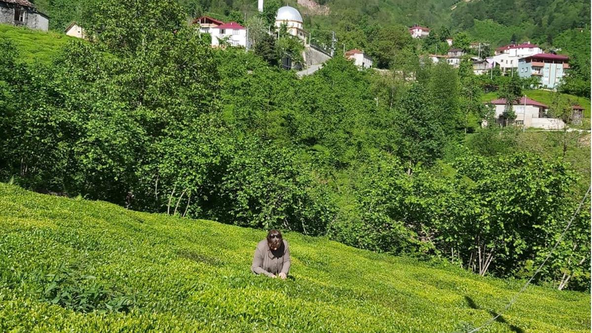 Bilinçsiz gübrelemede verim ve kalite kaybı