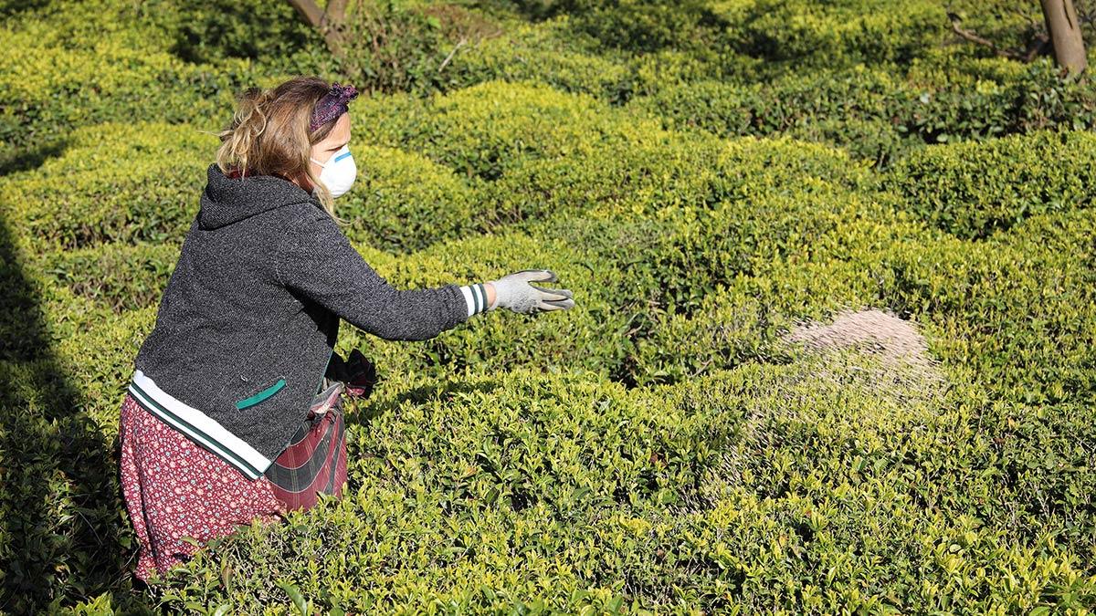 Yazıcı, "Fazla gübre, fazla verim demek değildir. Fazla ve bilinçsiz gübreleme verim ve kalite kaybı ile topraklarımızın kirlenmesine neden olur” dedi.