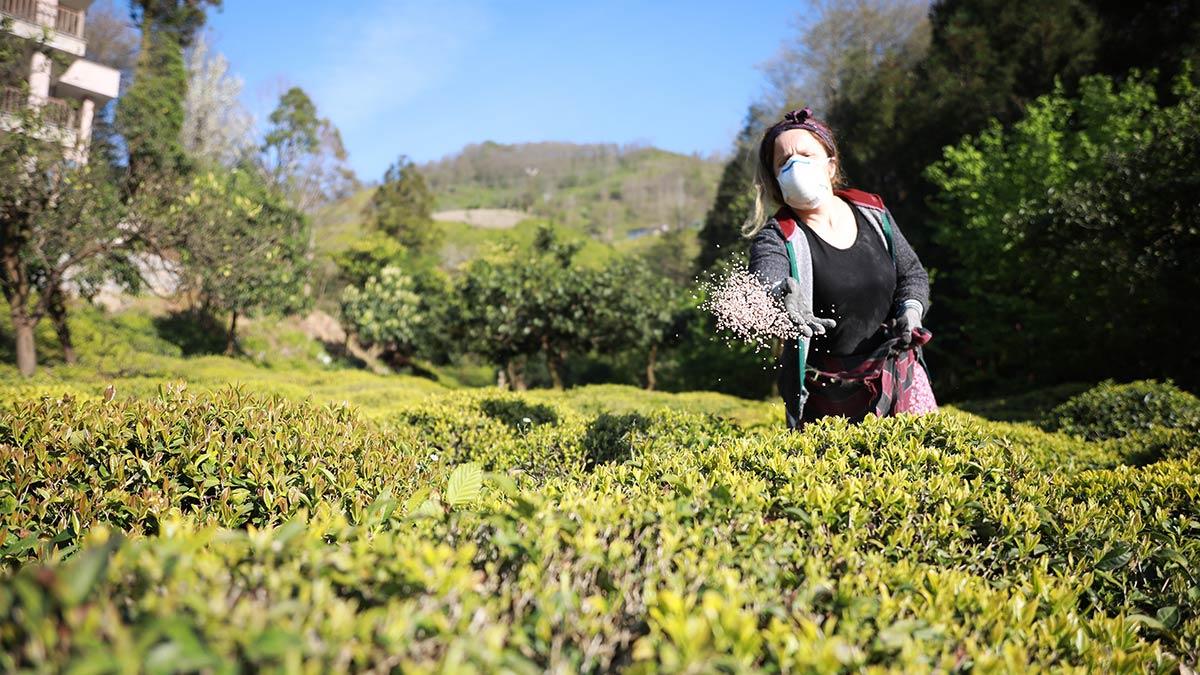 Bilinçsiz gübrelemede verim ve kalite kaybı