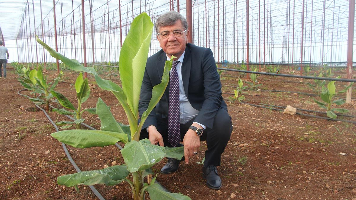 Doku kültürü ile muz fidelerinden sera kurdu