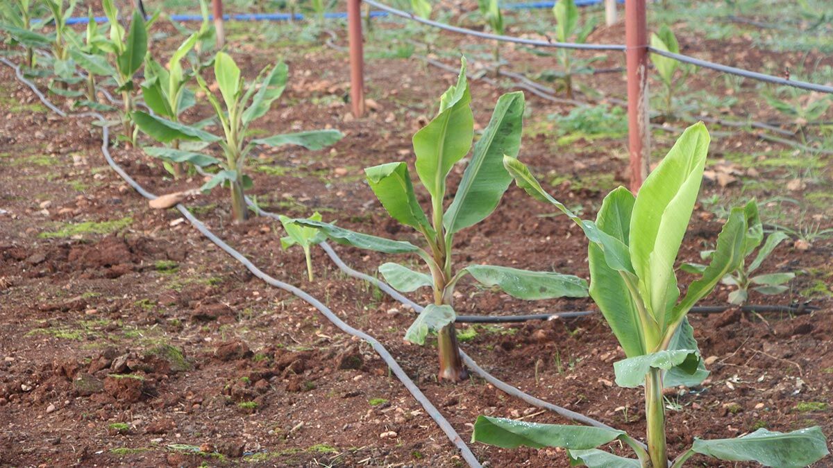 İrfan Buhur, Adana'ya doku kültürü üzerine yaptığı Ar- Ge çalışmasıyla ürettiği yüksek verimli muz fidelerinden sera kurdu.