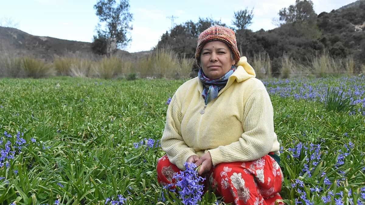 Kadınlar Günü için pembe renkli sümbül çiçekleri