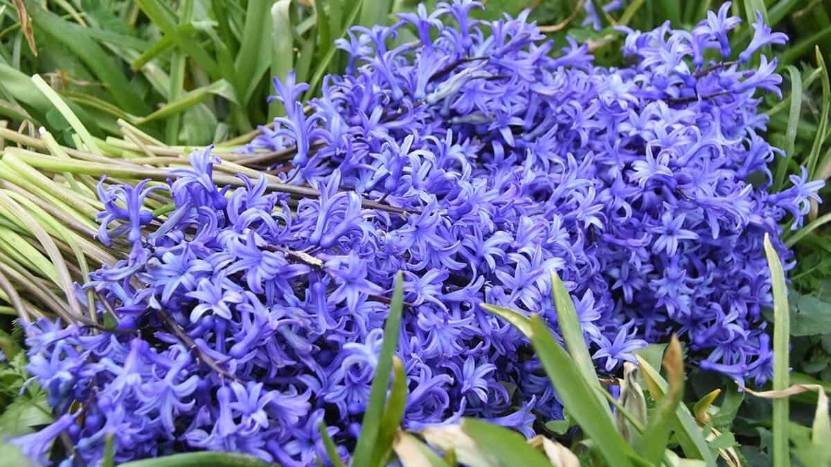 Kadınlar Günü için pembe renkli sümbül çiçekleri