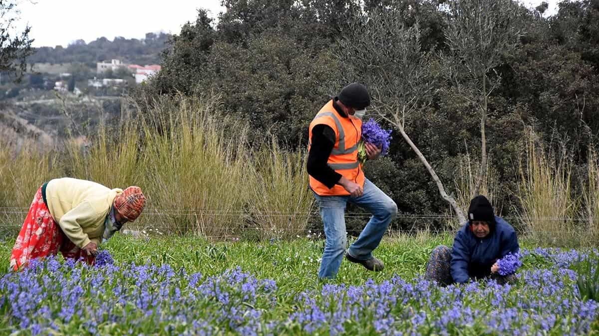 İzmir'in Karaburun ilçesinde 100 dönüm alanda üretilen eflatun ve pembe renkli sümbül çiçekleri, 8 Mart Kadınlar Günü için toplanıyor.