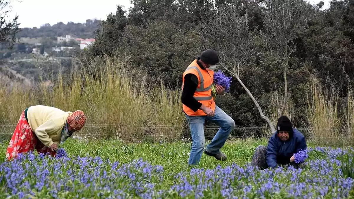 İzmir'in karaburun ilçesinde 100 dönüm alanda üretilen eflatun ve pembe renkli sümbül çiçekleri, 8 mart kadınlar günü için toplanıyor.