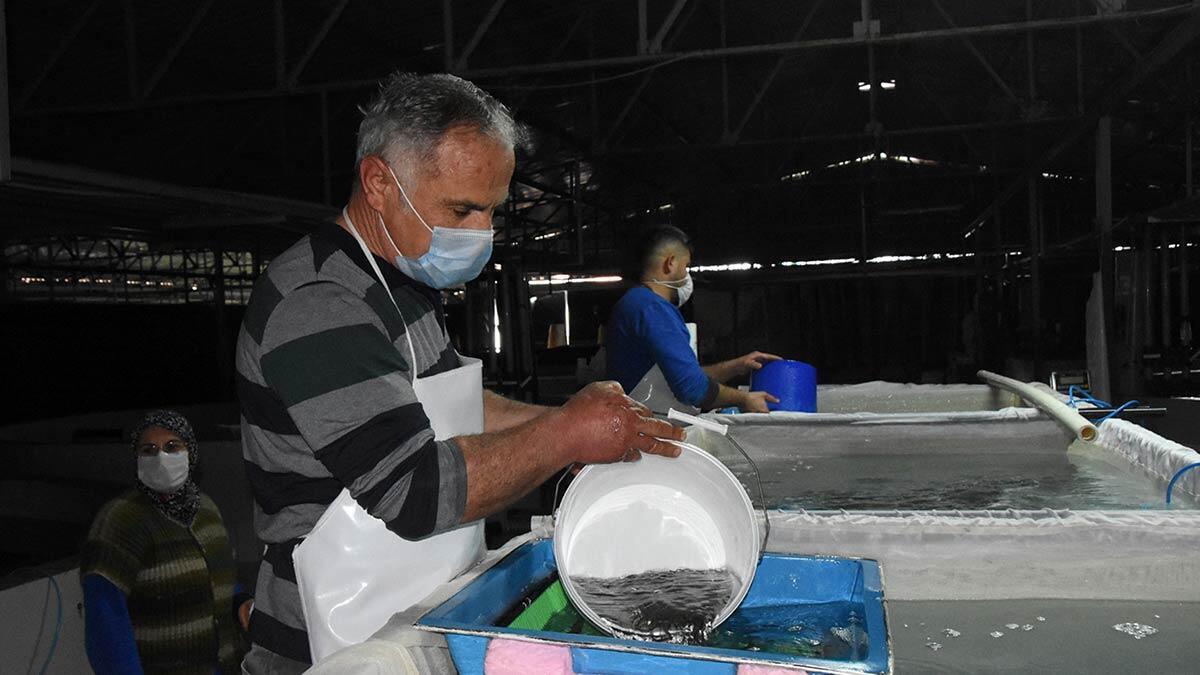 Enstitüde 12 milyon yavru levrek üretildi