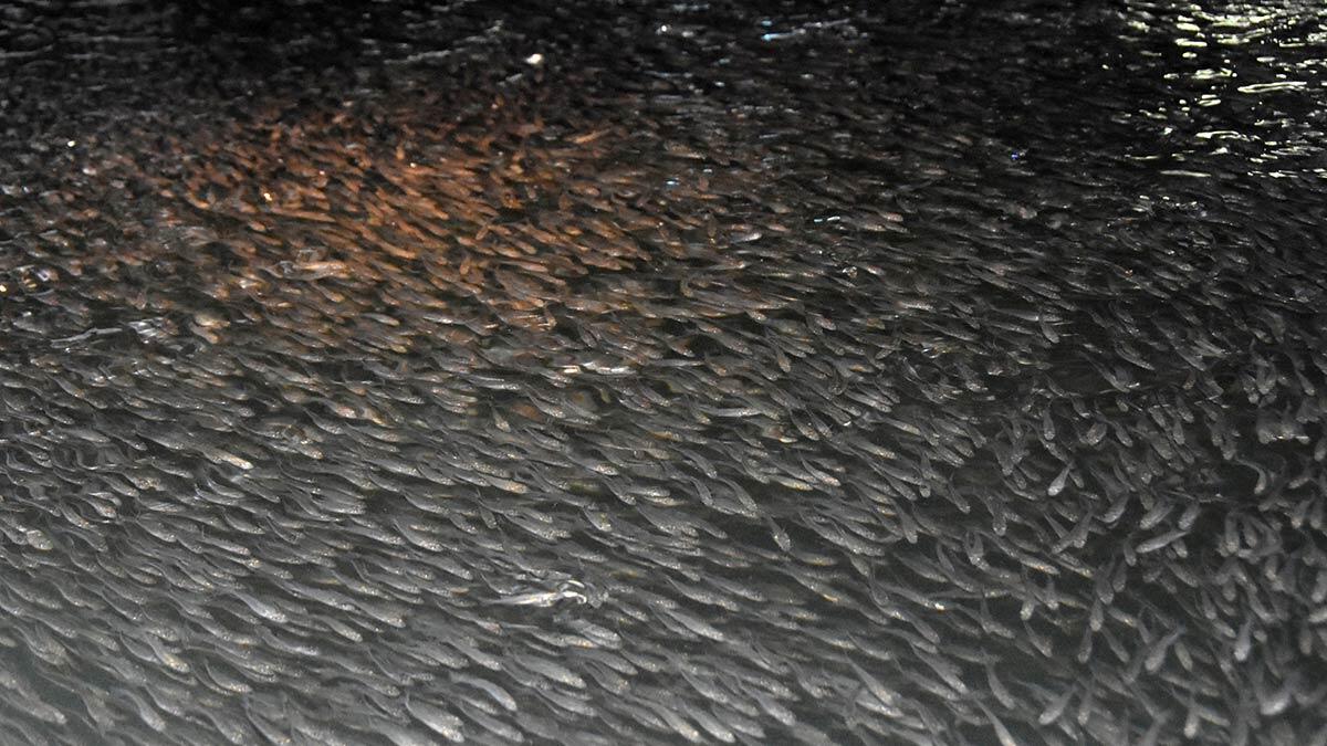 Enstitüde 12 milyon yavru levrek üretildi