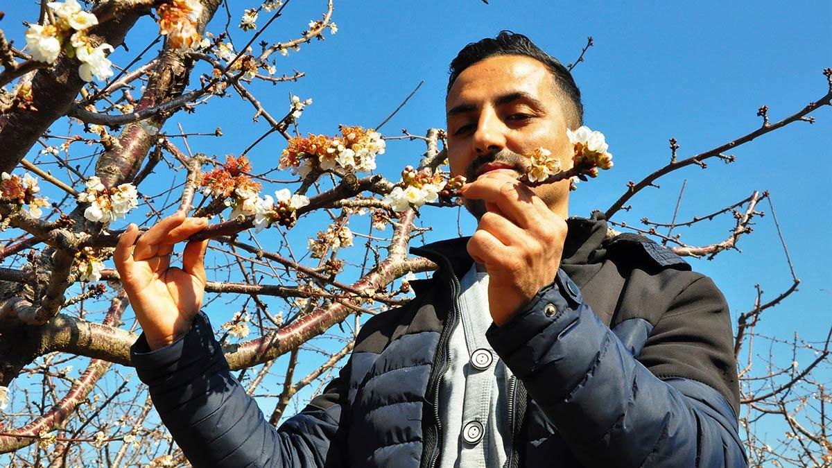 Erkenci kiraz ağaçları çiçek açtı