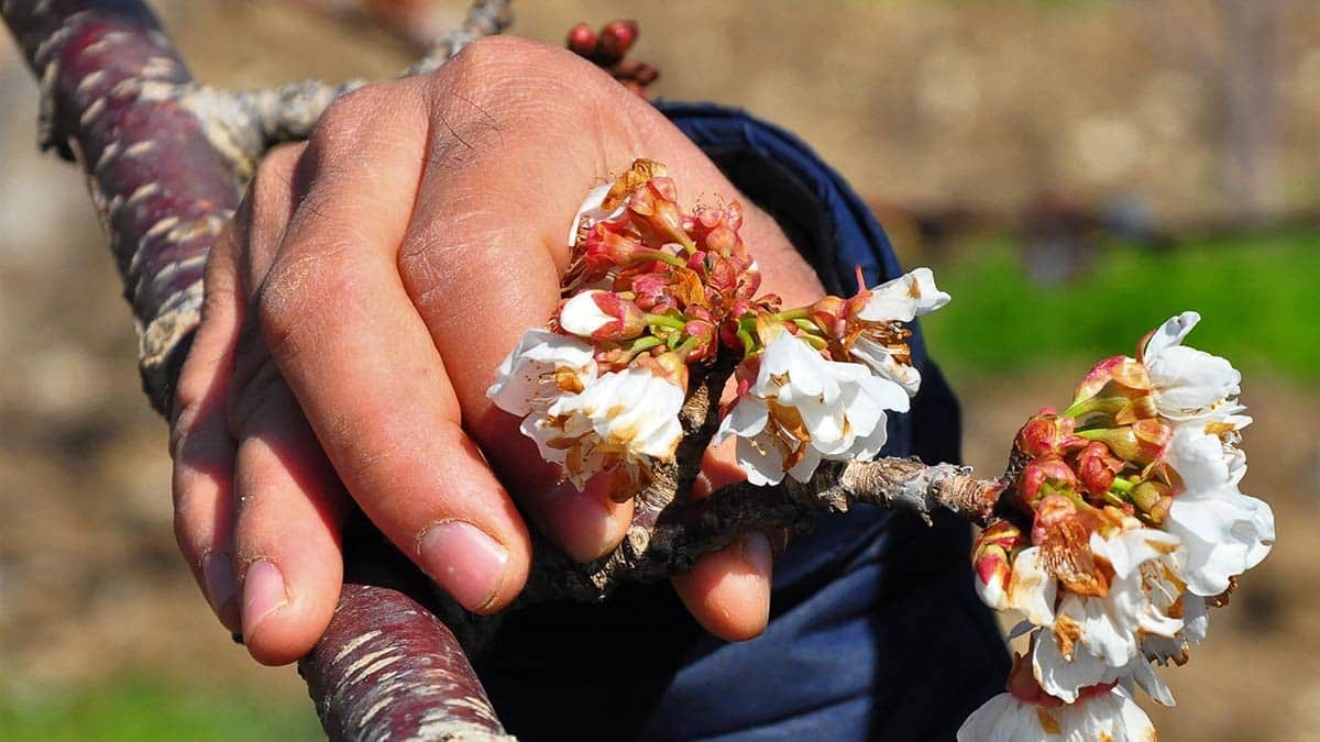 Erkenci kiraz ağaçları çiçek açtı