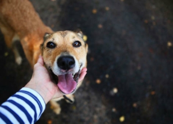 Kedi ve köpekler obezite tehlikesiyle karşı karşıya