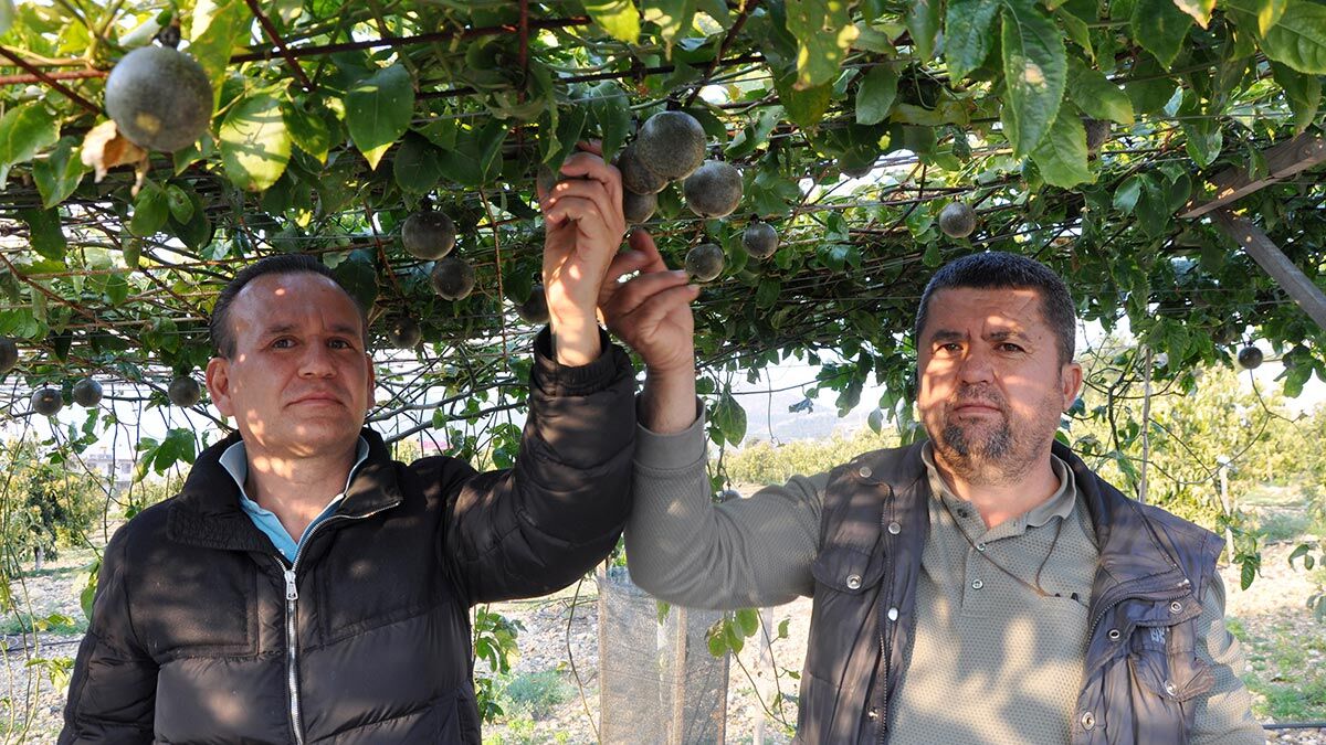 Antalya'nın Gazipaşa ilçesinde yetiştirilen 'çarkıfelek', 'aşk meyvesi', 'gençlik iksiri' gibi isimlerle de anılan passifloranın kilosu bahçede 75 lira.