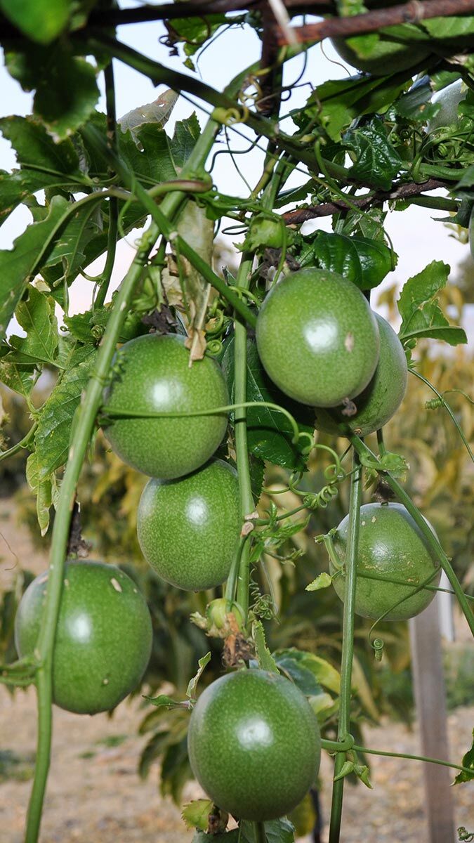 Passifloranın kilosu bahçede 75 lira