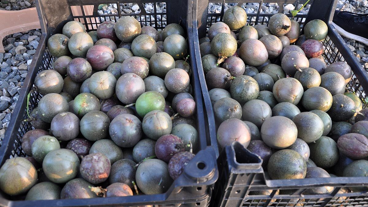 Passifloranın kilosu bahçede 75 lira