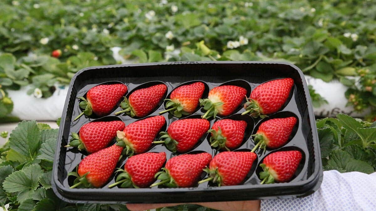 Ürettiği çilekleri viyol kaplarda satışa sunuyor