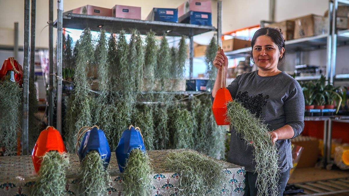 Hava çiçeği kadınların yeni gözde çiçeği