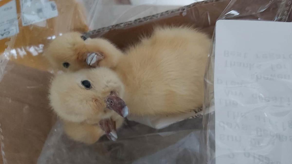 Koliden 3 kafalı doldurulmuş ördek yavrusu çıktı